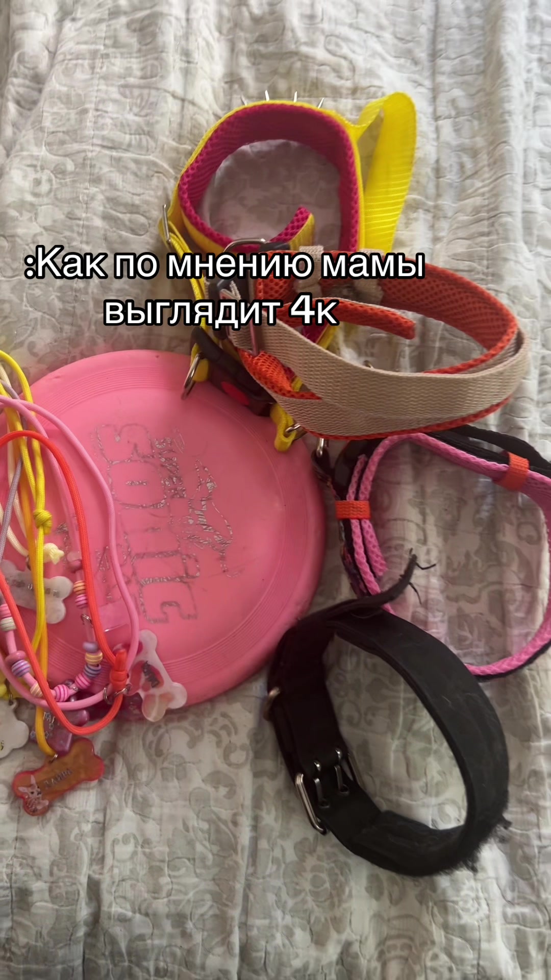 @ТГК: рыжий бордер🔥