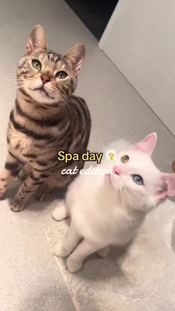 @CAT by Dr Lisa