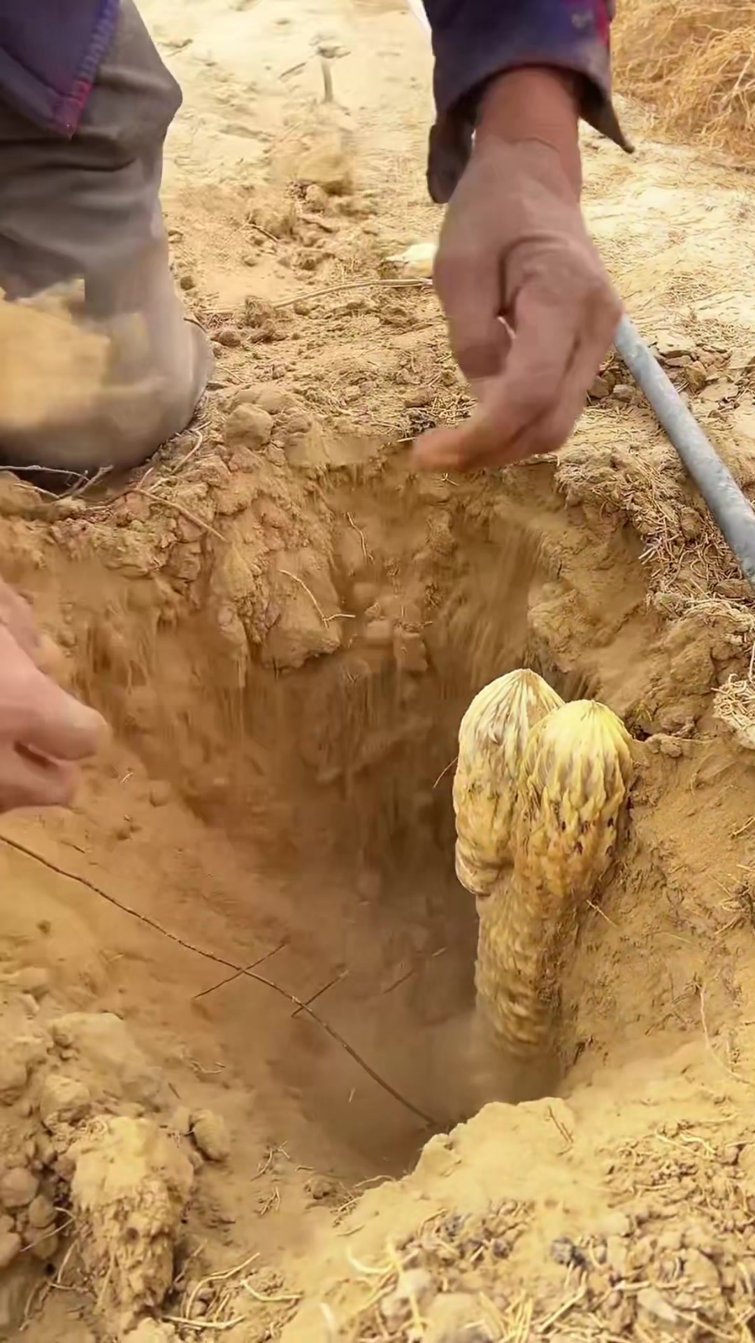 @deaifbydcv9