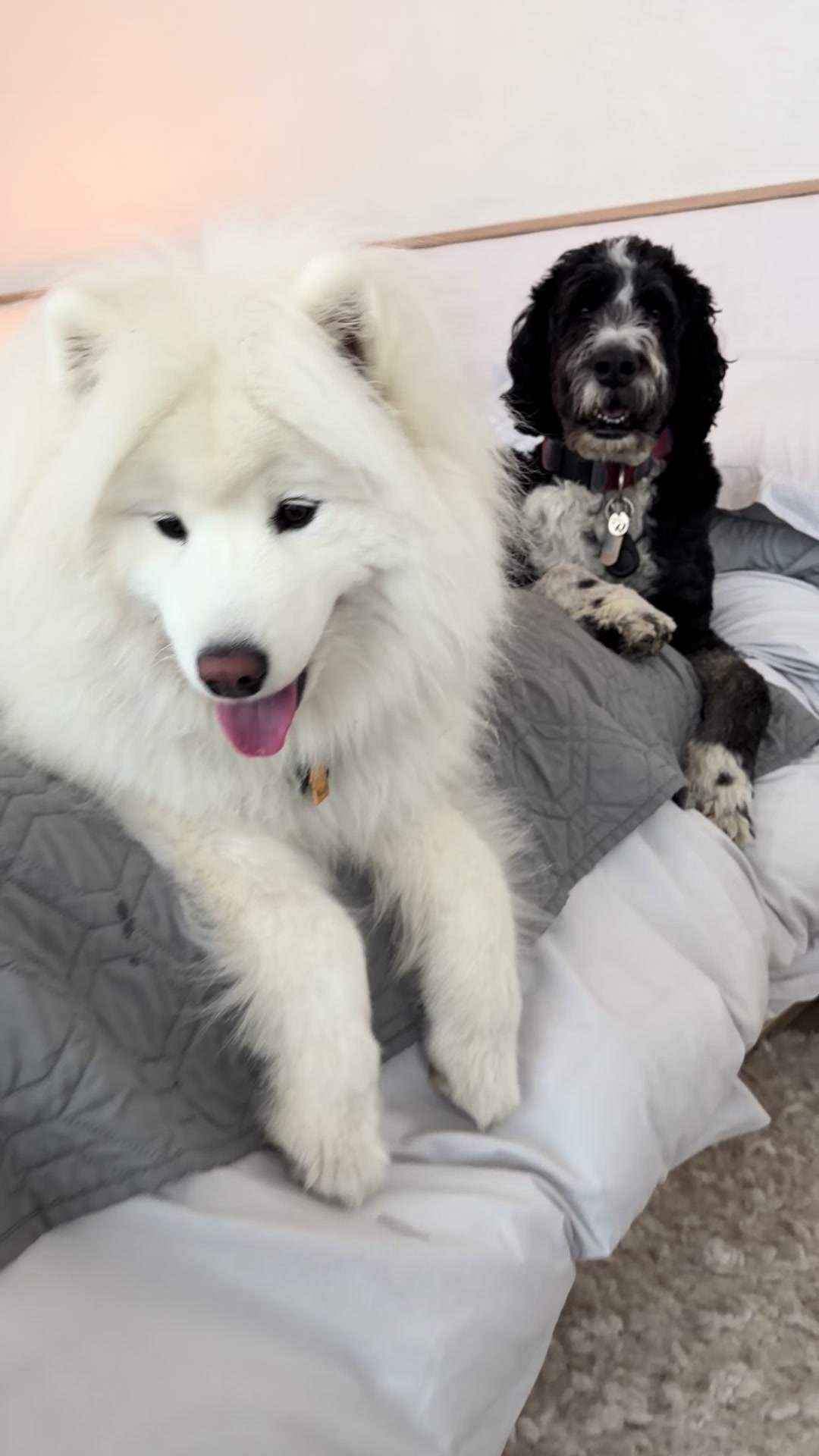 @Bernedoodlemama