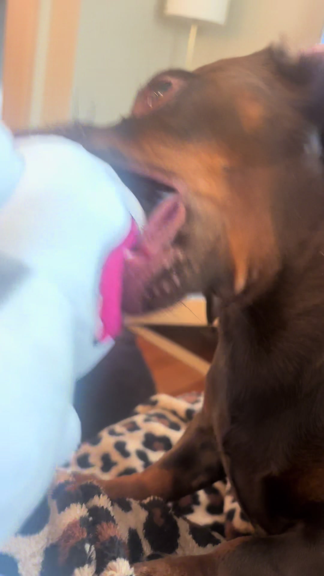@Willie the Wiener Dog