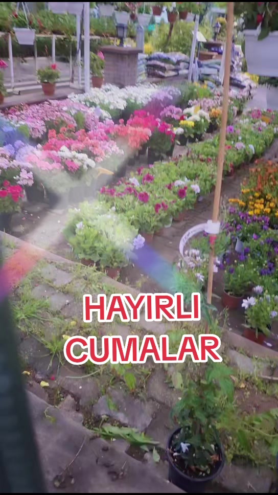 @gulvehsrn