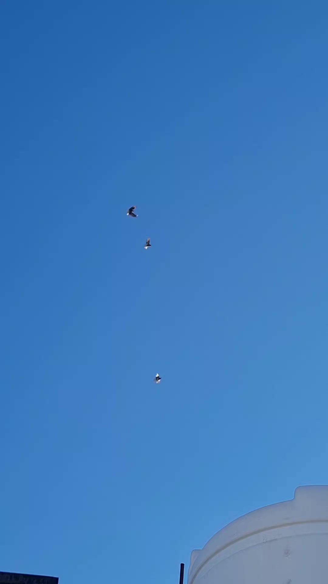 @Pigeons Tv