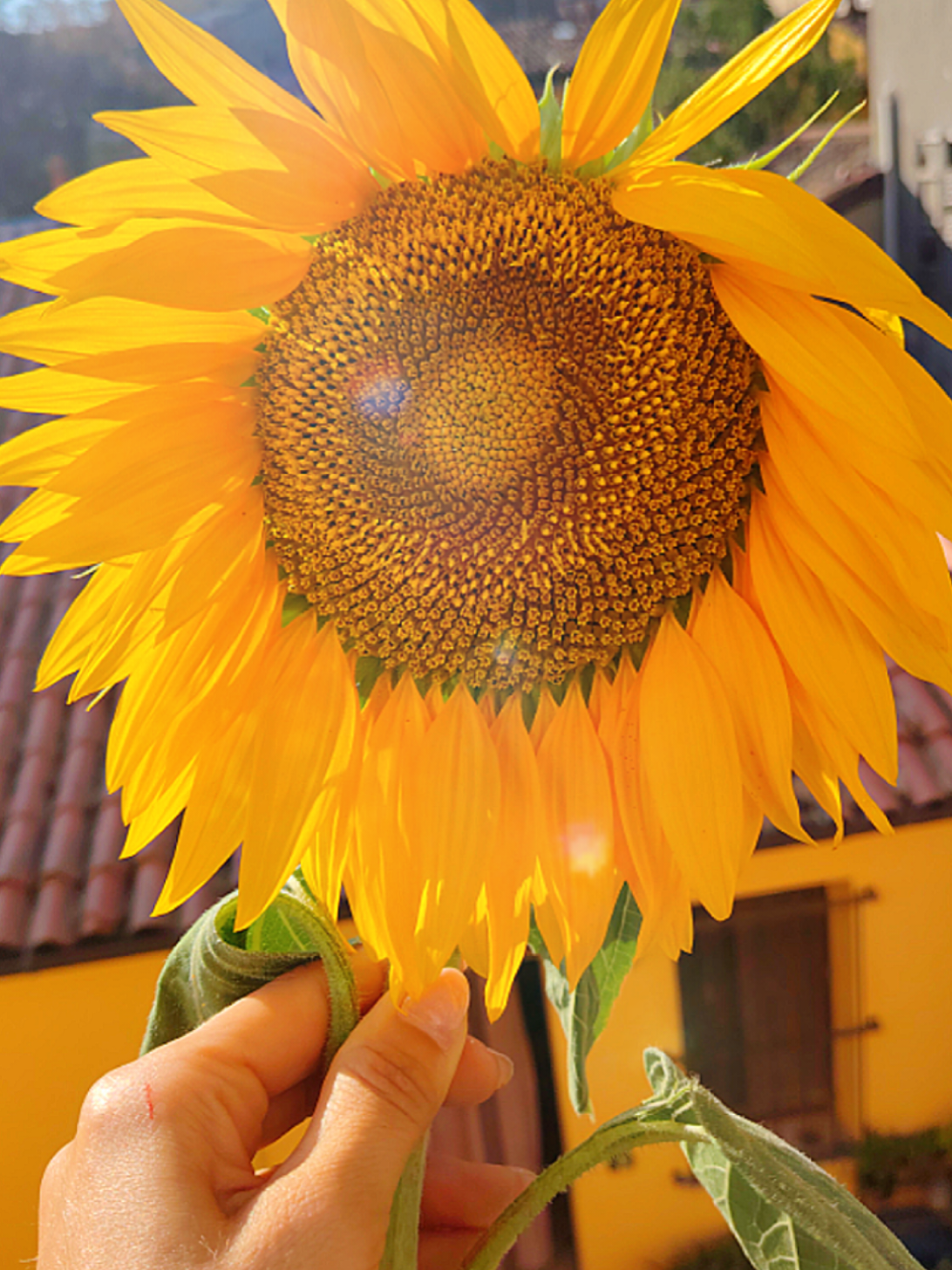 @Cetty🌻