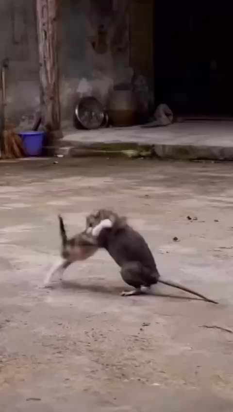 @Adda 49