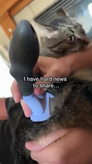 @Chip The Manx
