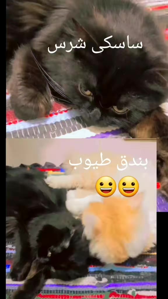 @D D💞Semsem🇪🇬🤍🏹