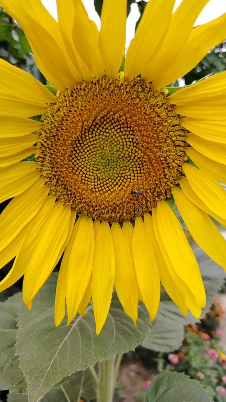 @🔝Просто СЕРГЕЙ 🎶🌾🌻🚜