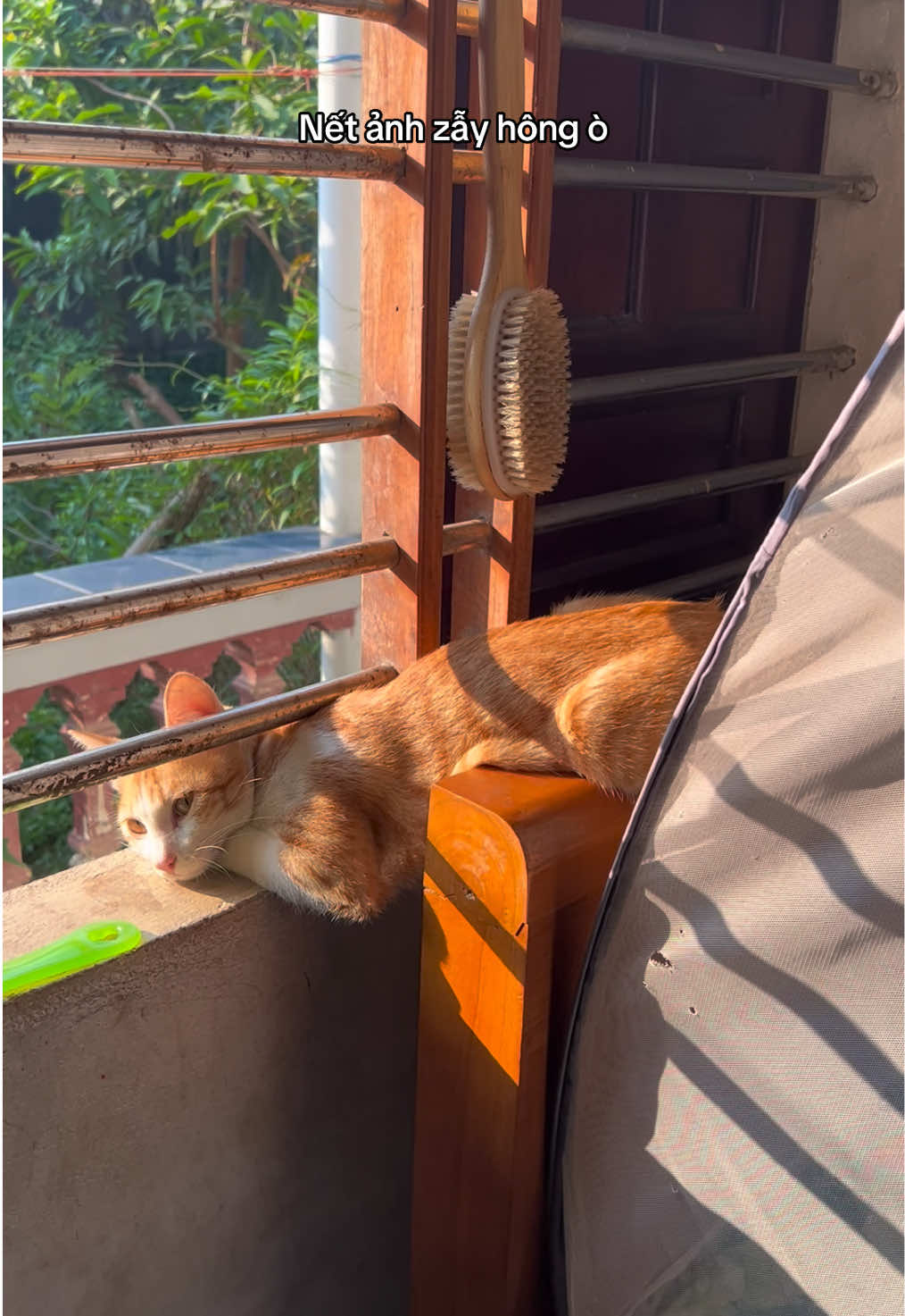 @Ba bé mèo và một bé chó