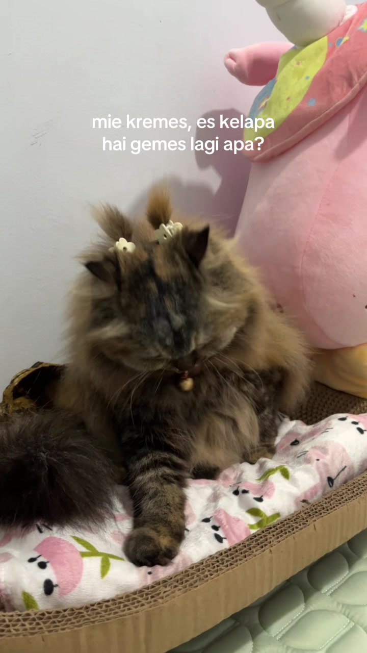 @ShepyCat🌻