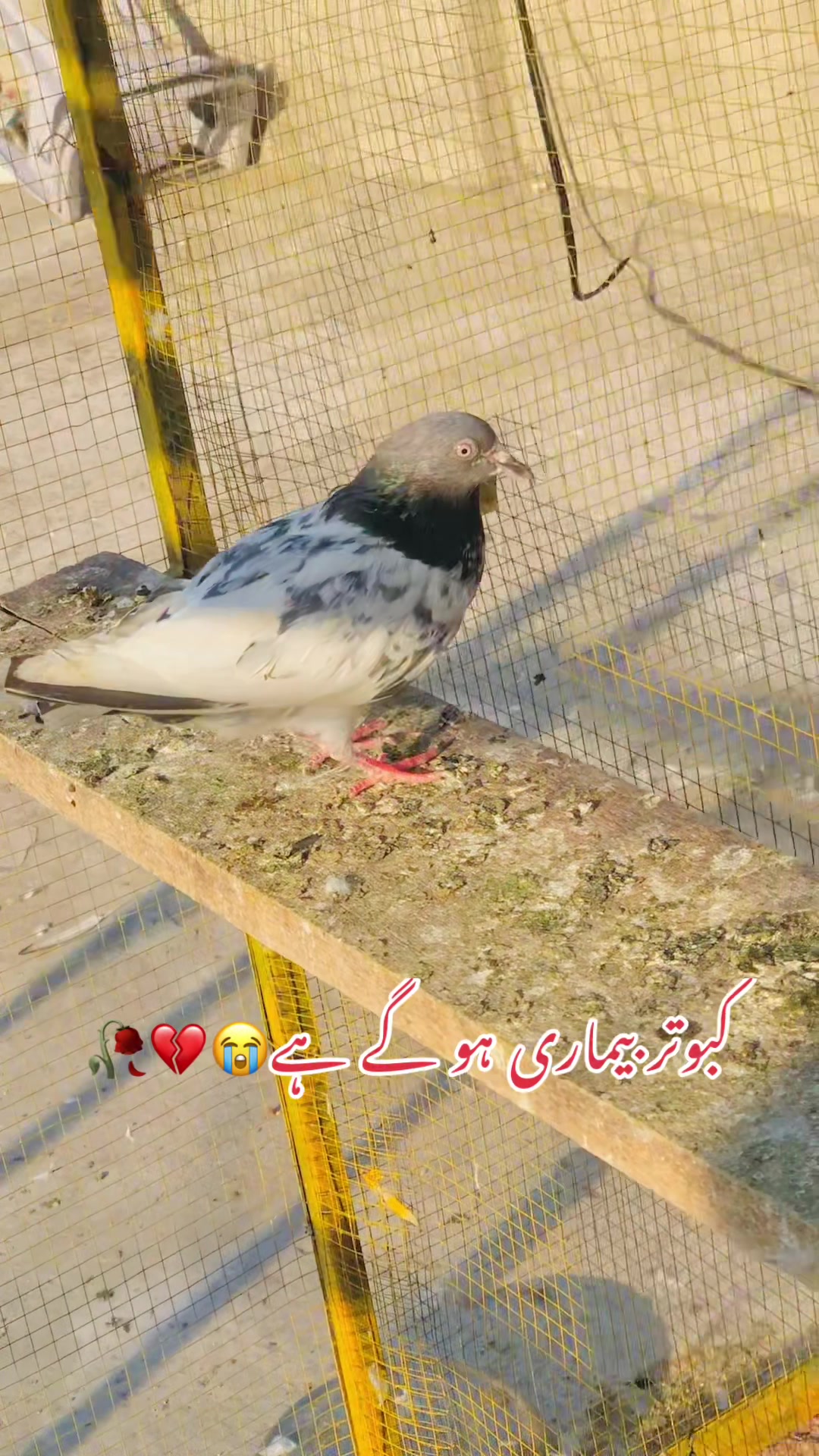 @🦋SHOQ  اپنے 🕊️