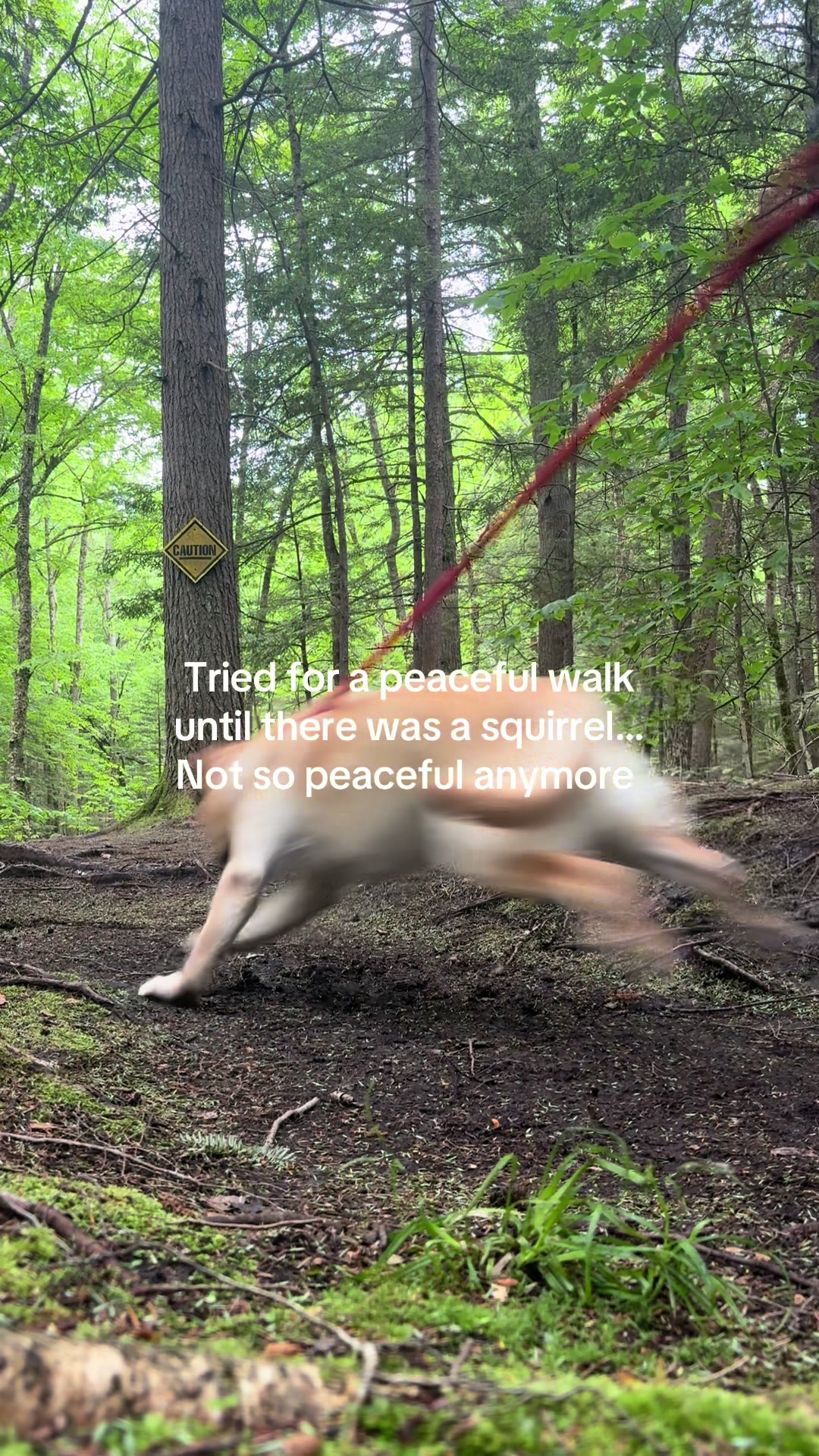 @Browndoginn