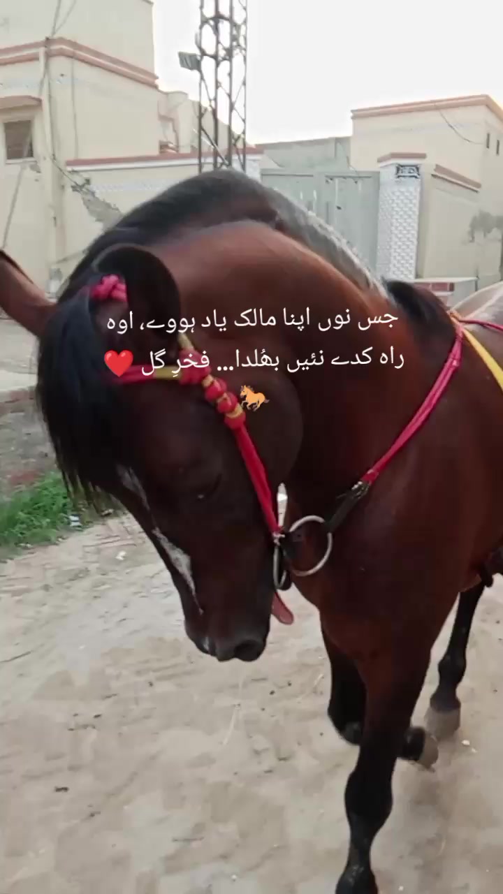 @احمد گل نمبر دار