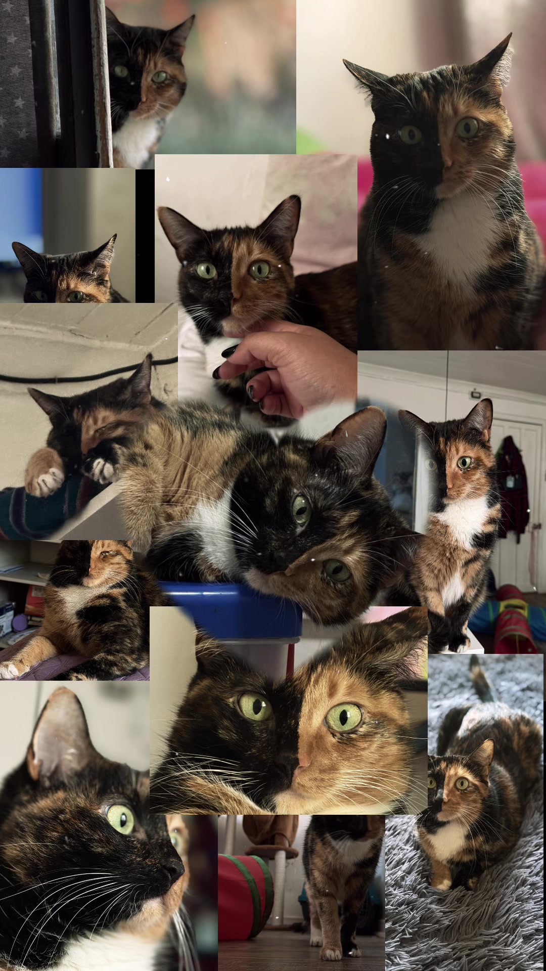 @kiki 🐈&zwj;⬛