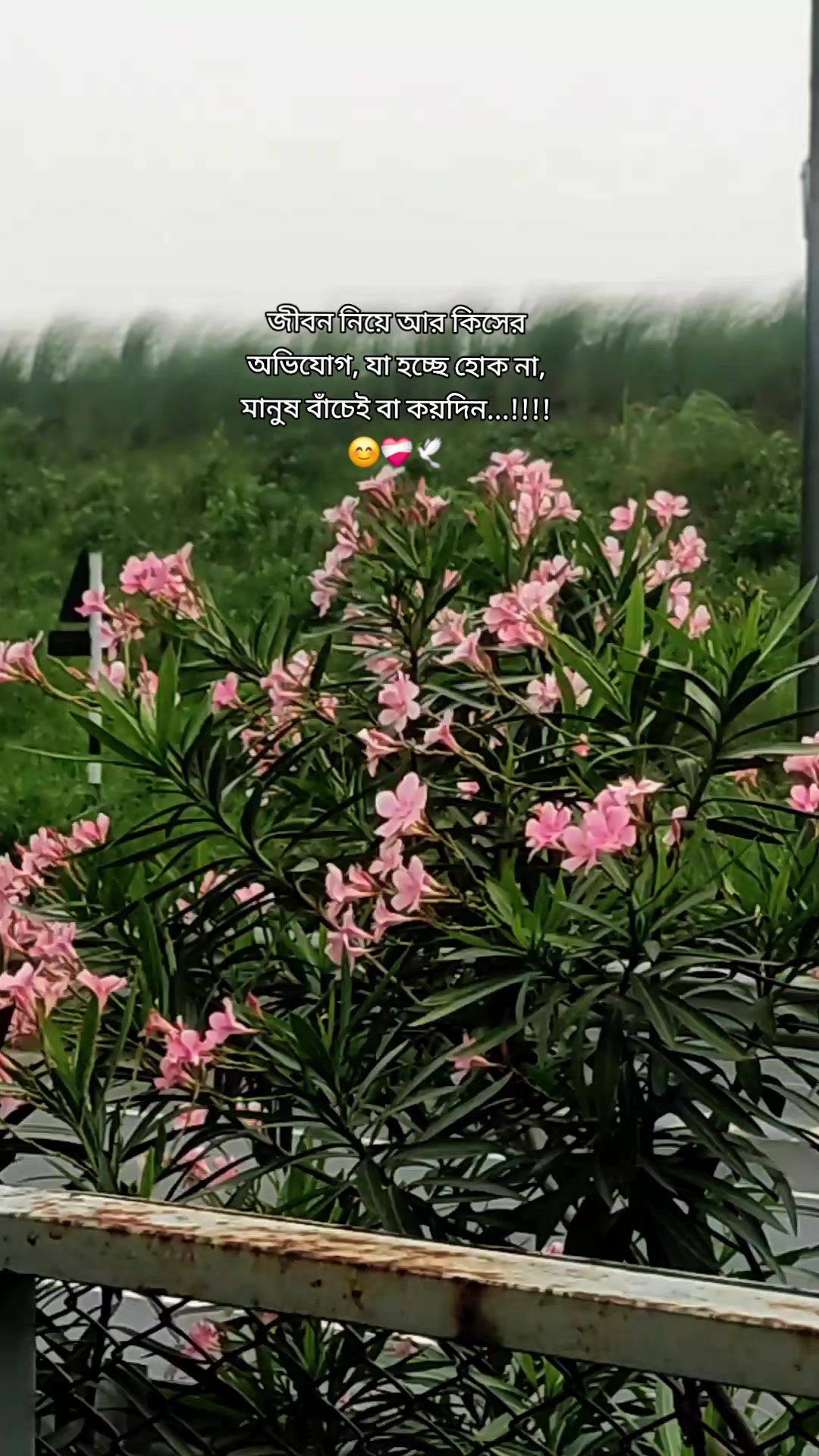 @rafia_kabir