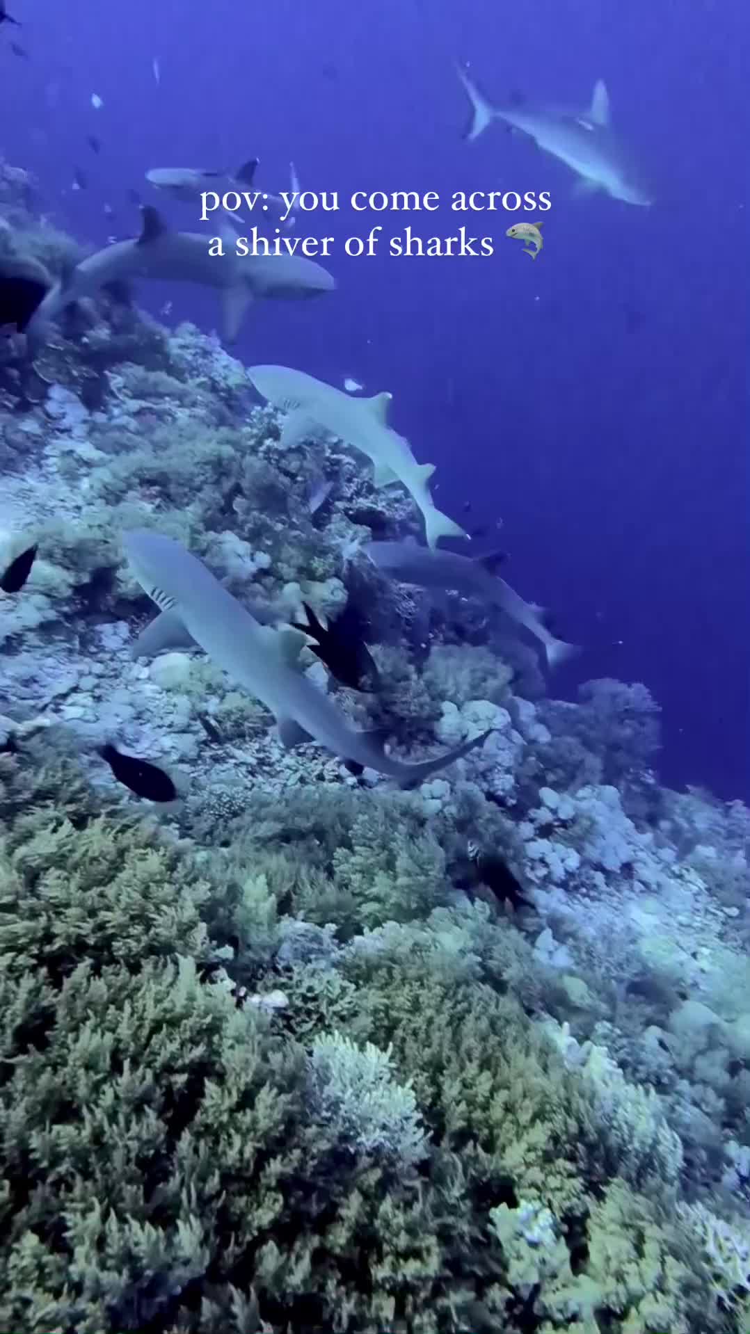 @Scuba Diving with Ara