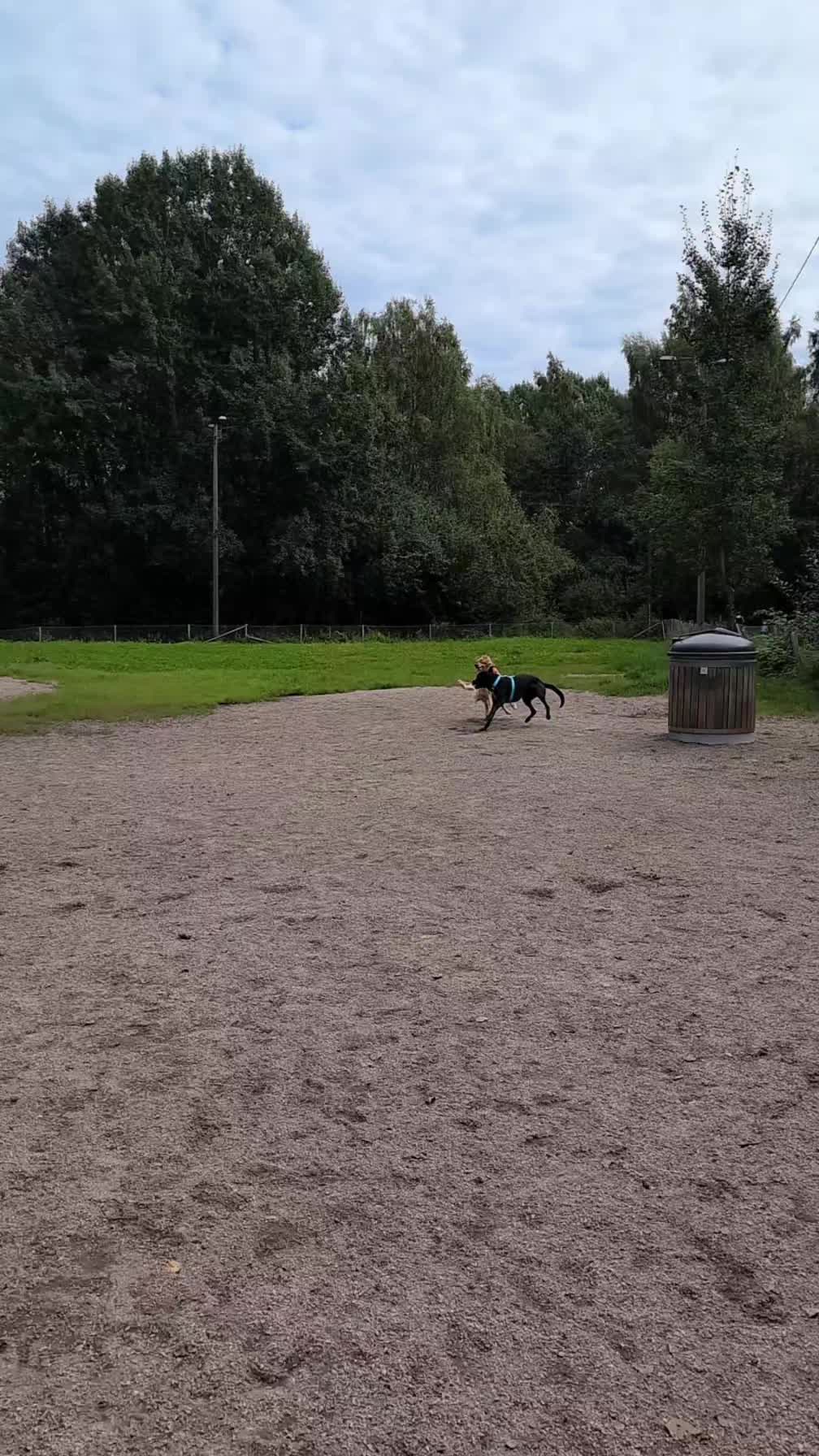 @Emma Amanda Milli (Pet hotel)