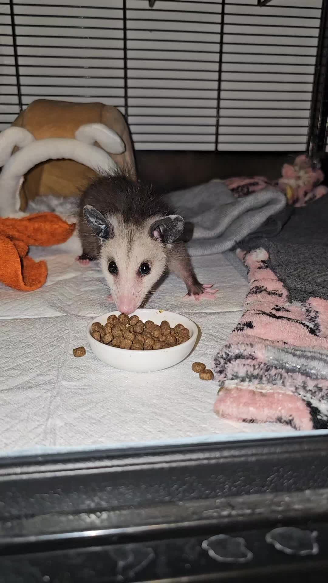 @OPOSSUMDAWGMOM