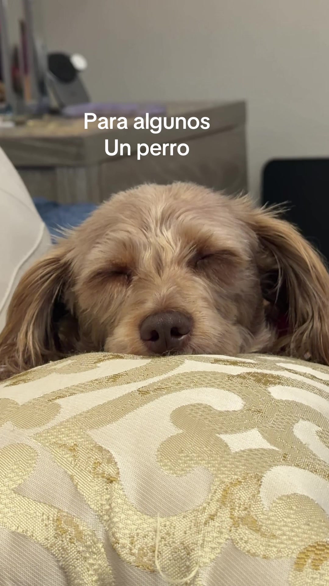 @❤️🐕🦺🐩🦮🐈⬛❤️Pet lover 🥰