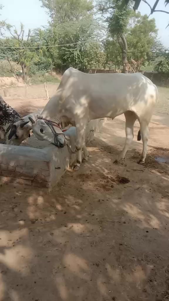 @Rana nafice Rajpoot 262