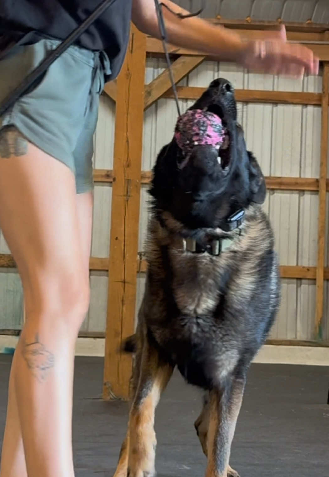 @True Guard K9 I Tara