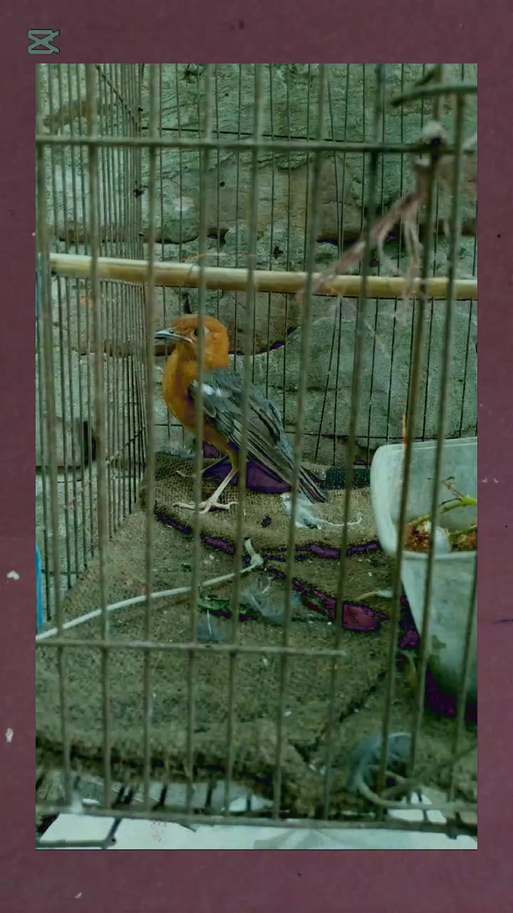 @জিসান