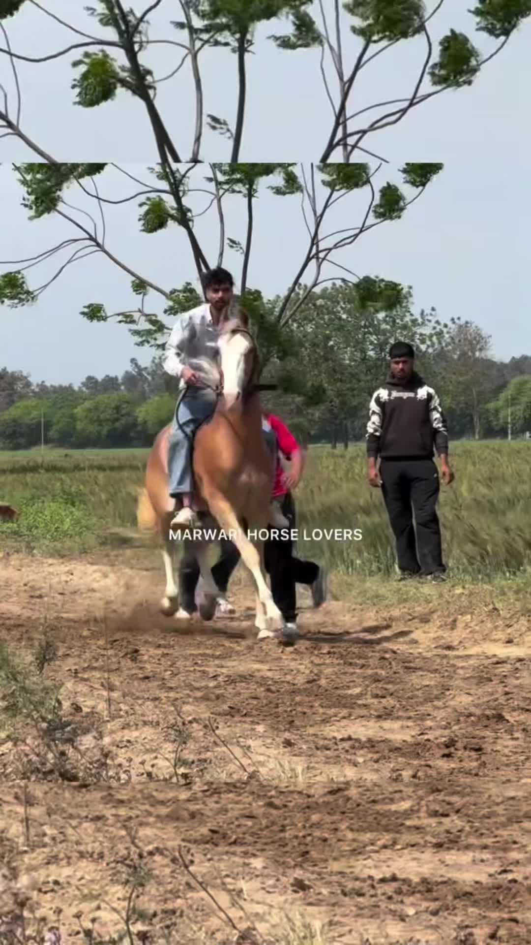 @🏇 MARWARI HORSE RACING 🏇