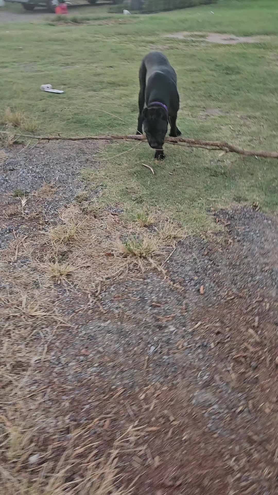 @tall tails rescue & transport