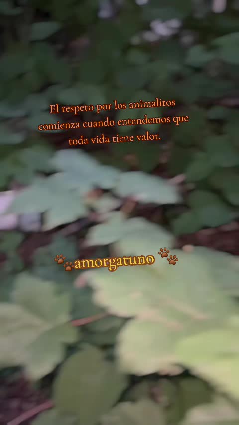 @🇲🇽Guli.Carrada 🐈⬛