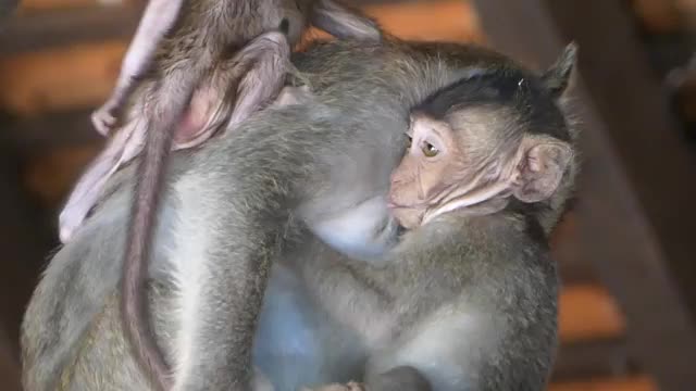 @Asian Macaques