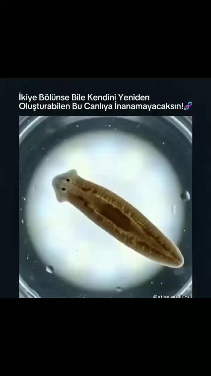 @EL_VEKİL☝🏻