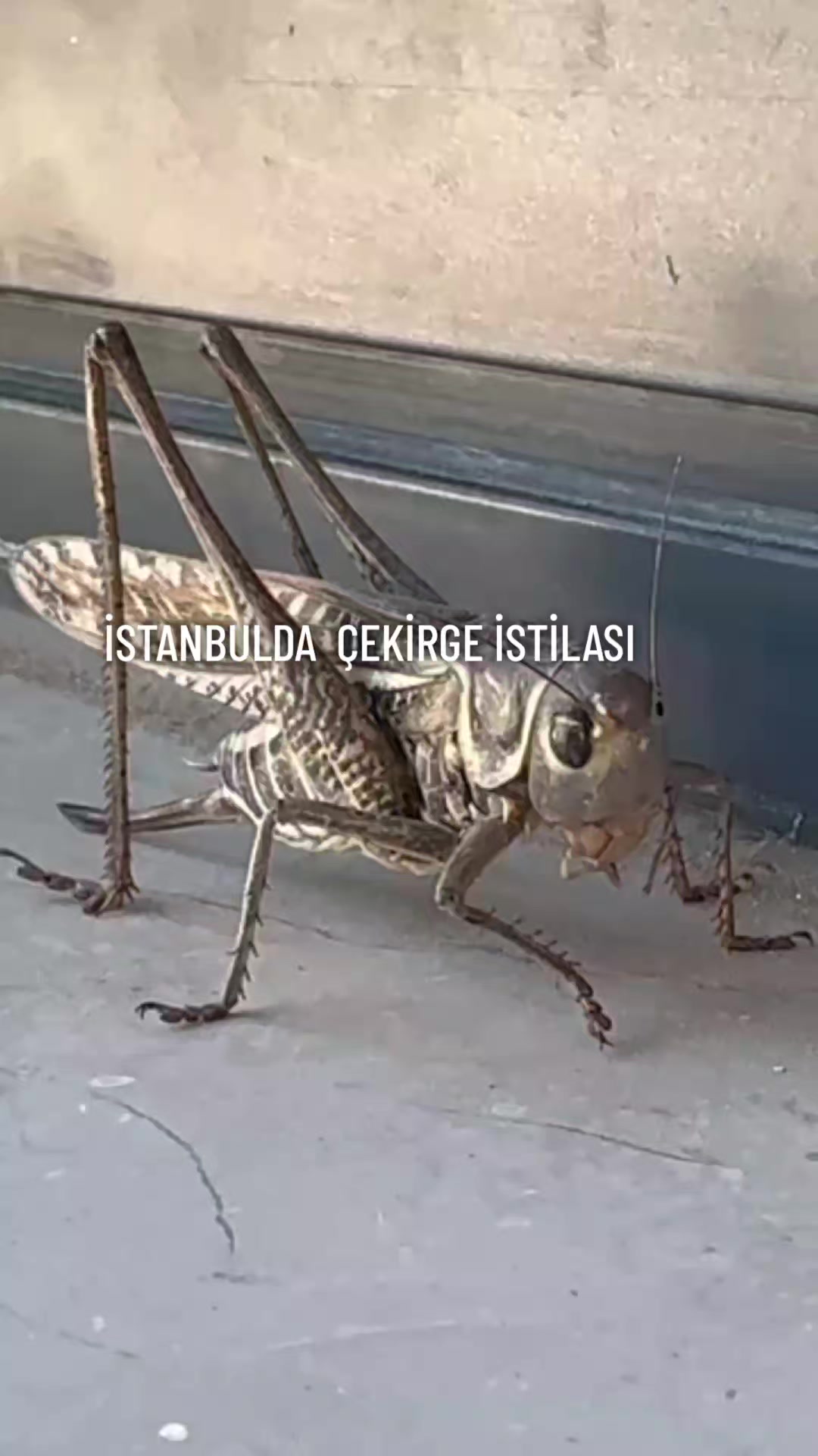@turgaykuru