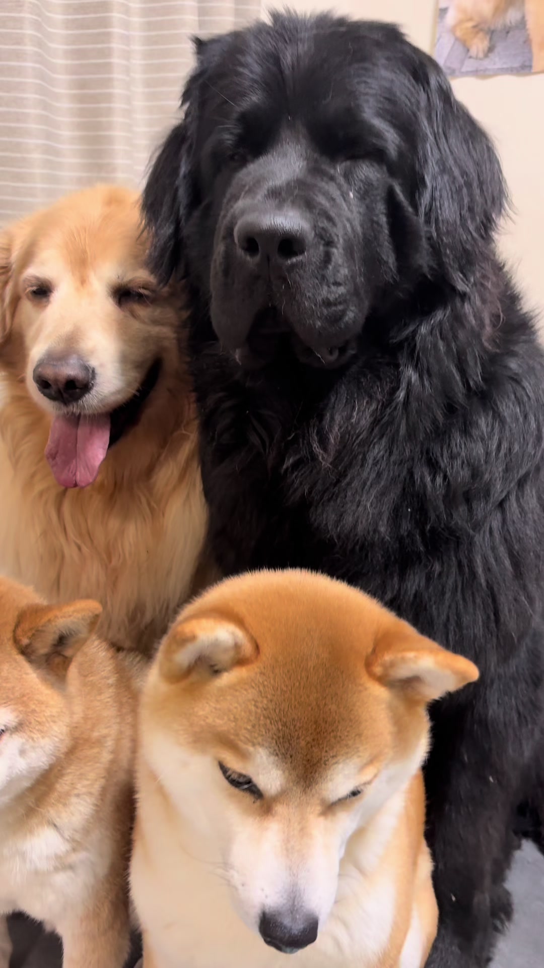 @ムックパパ🔶🐾