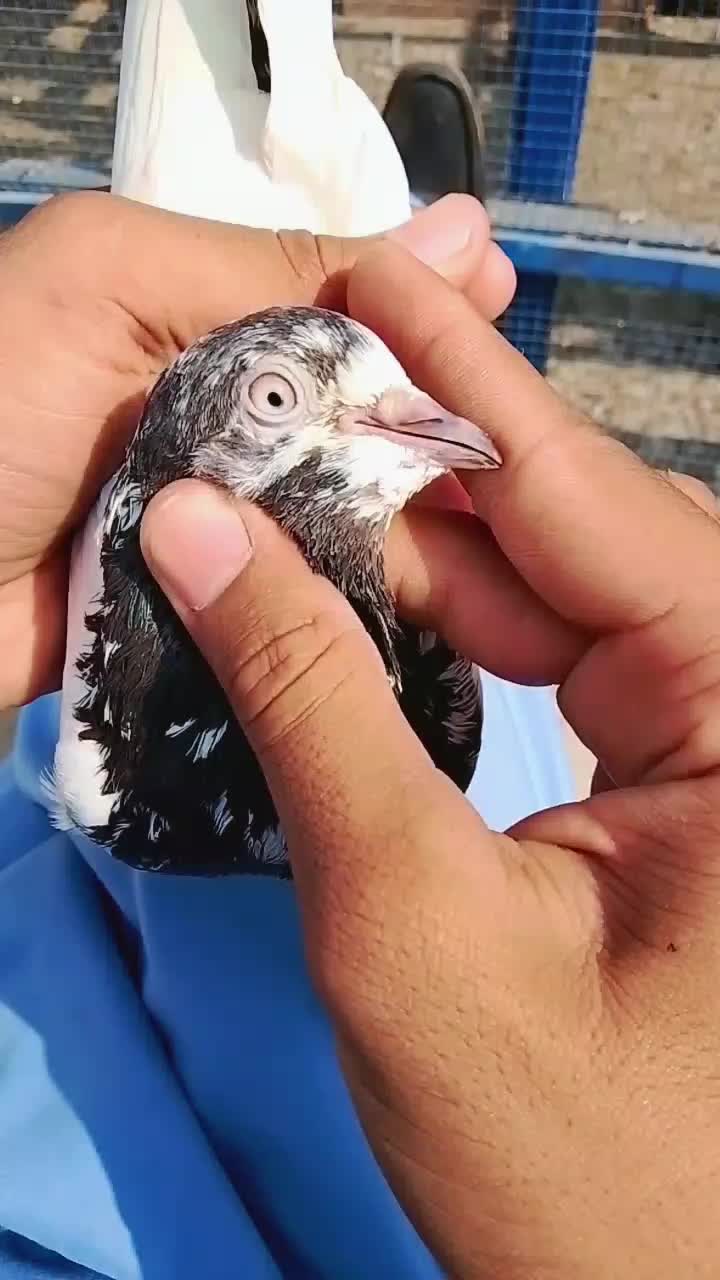 @𝘼𝙣𝙖𝙨_𝘖𝘬𝘢𝘳𝘢_333🕊️✨