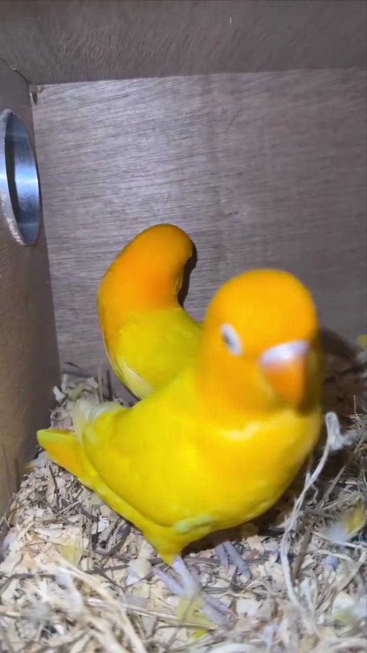 @manhaaviary