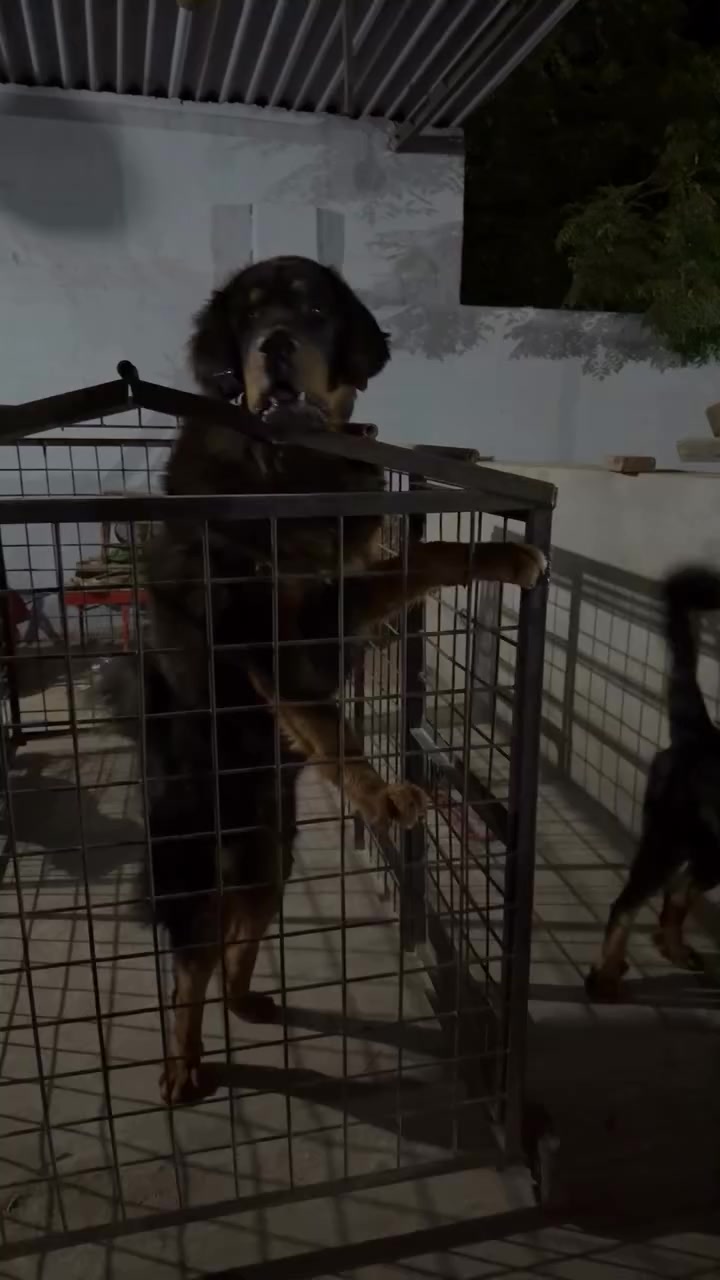 @Kashmiri_Bakrwal_Dog
