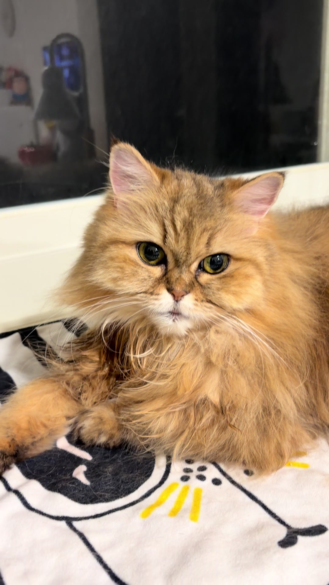 @🦷 Beboo the cat