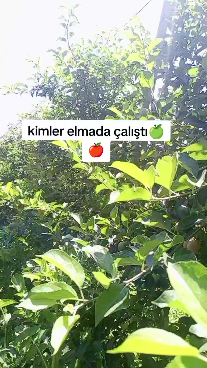 @MELOCaN