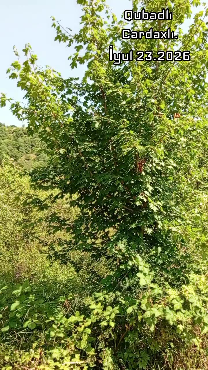 @706/92-95