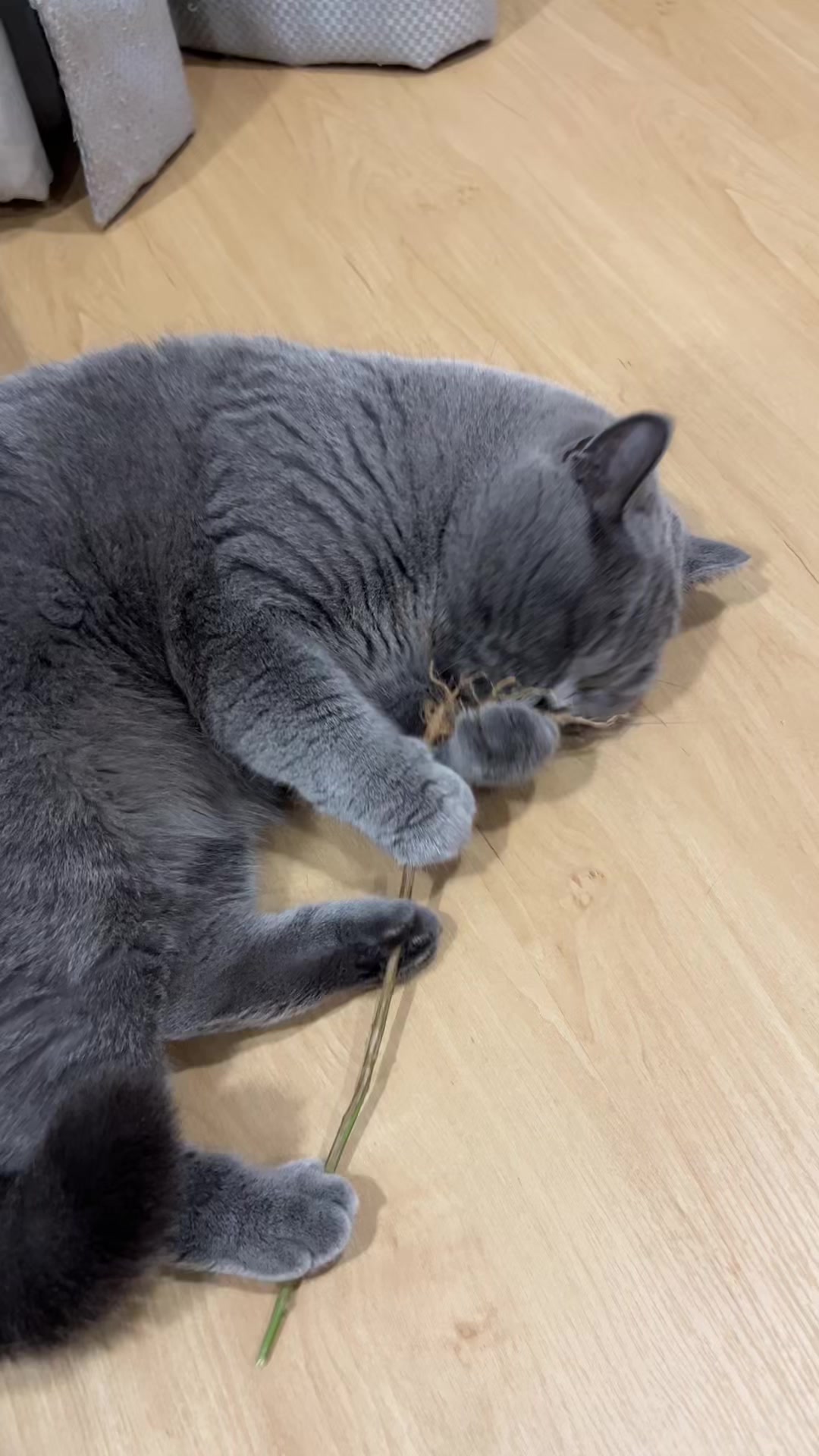 @ชิก้ามีน้องชื่อปลาเผา