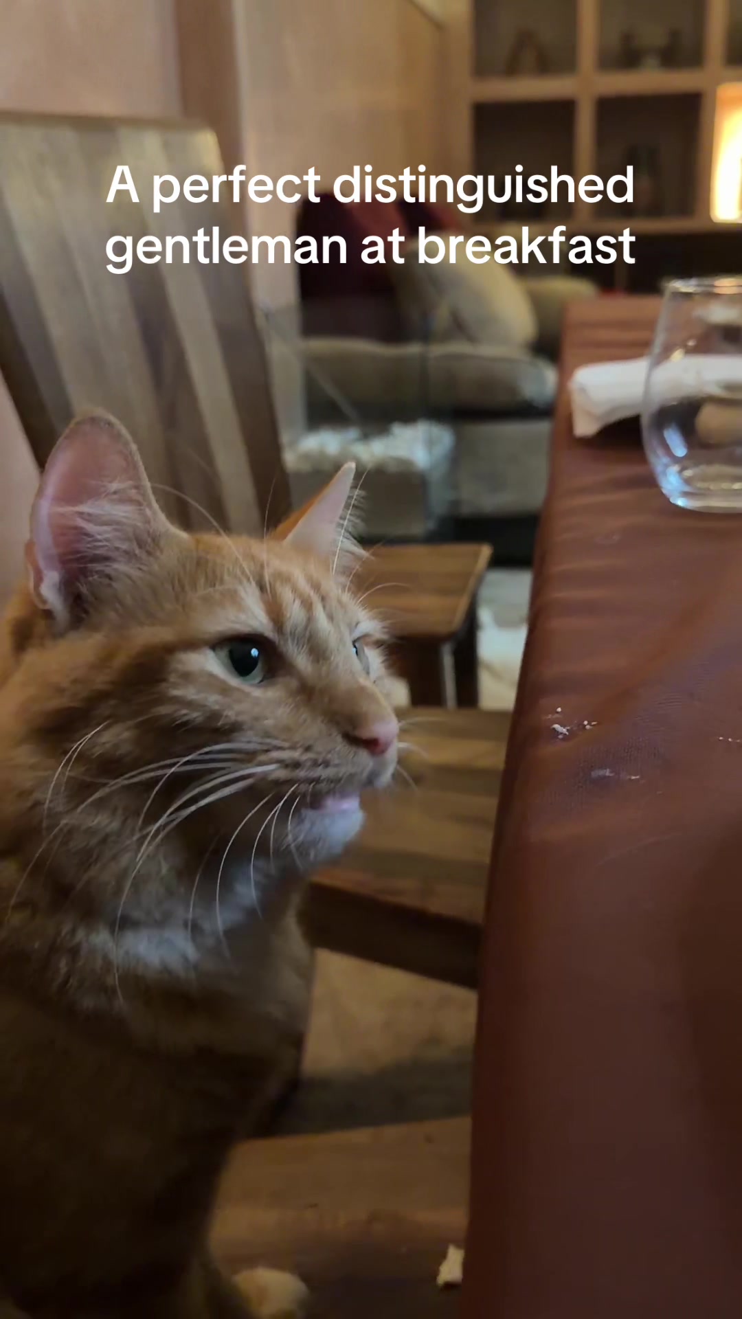 @Chelsea on Wheels & Meowtains