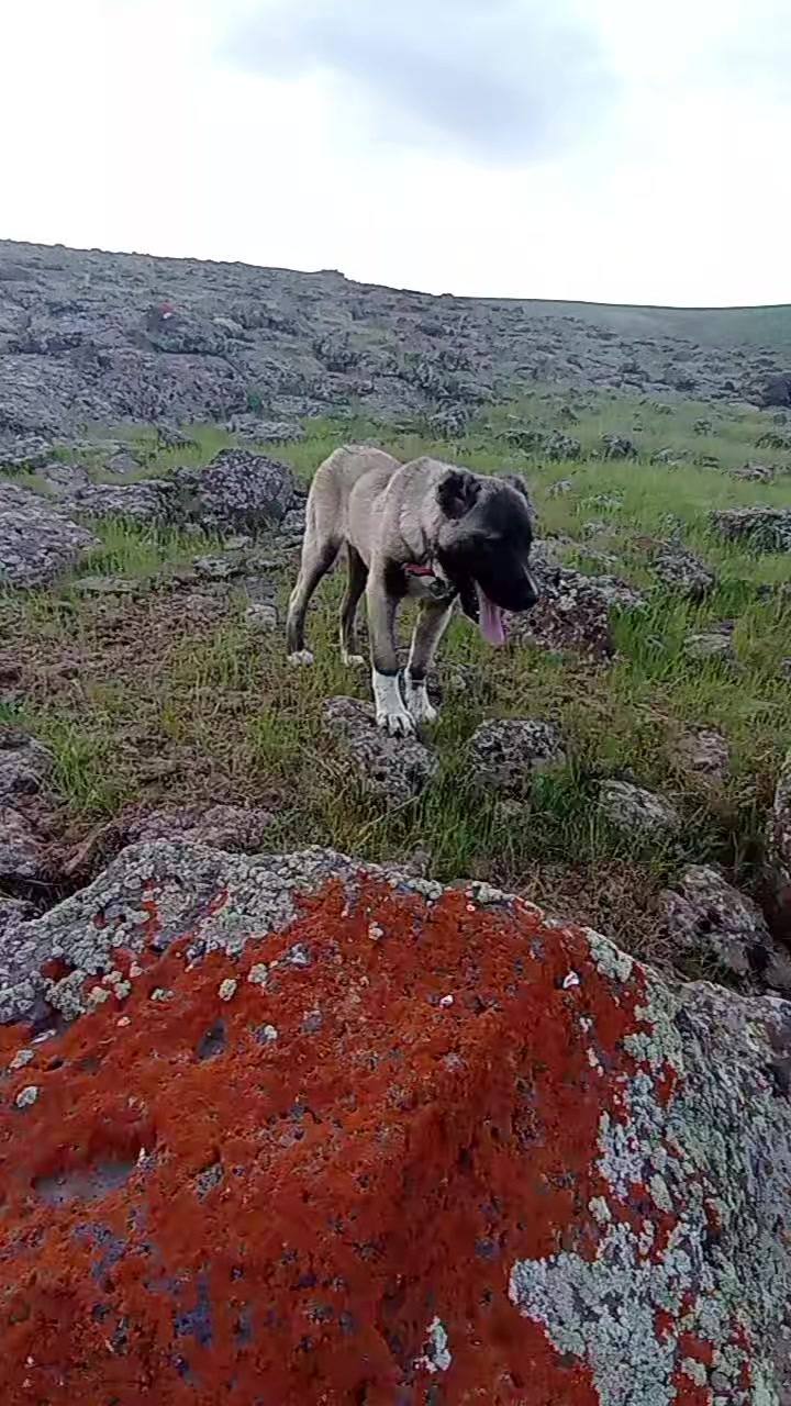 @Yusuf saldık