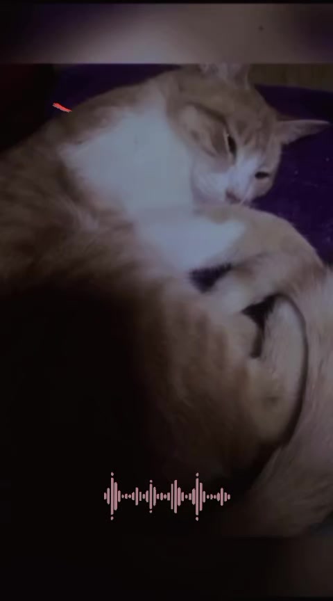 @💗هاروكي ميري سويت💗