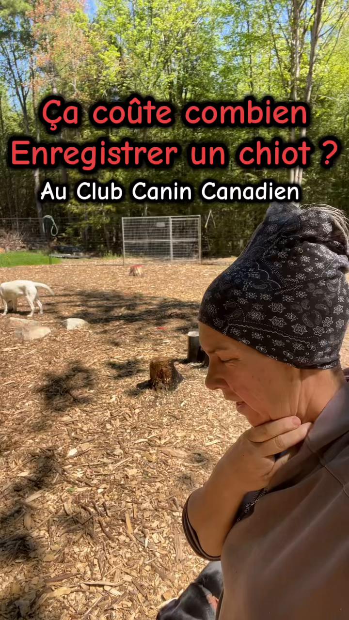 @Ember labs élevage de labrador