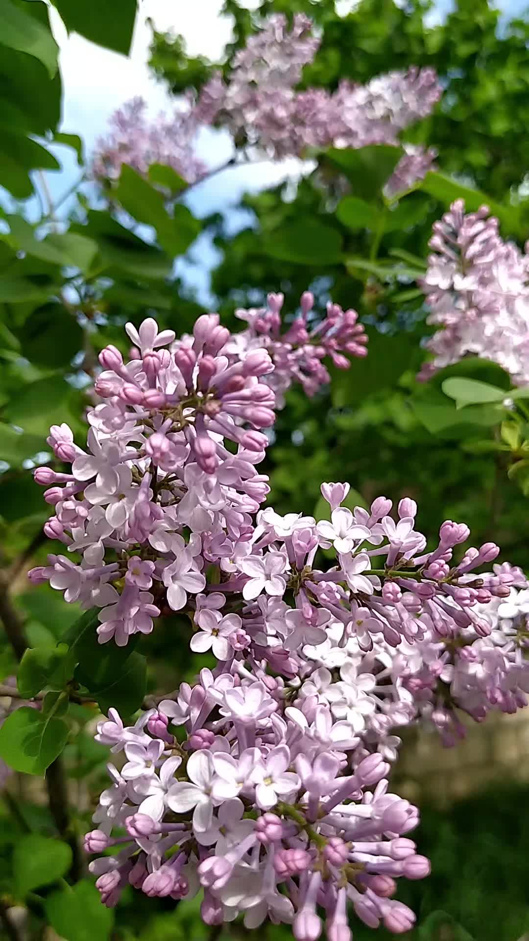 @𝓐𝓻𝔃𝓾_𝓜𝓪𝓭𝓪𝓭𝓸𝓿𝓪