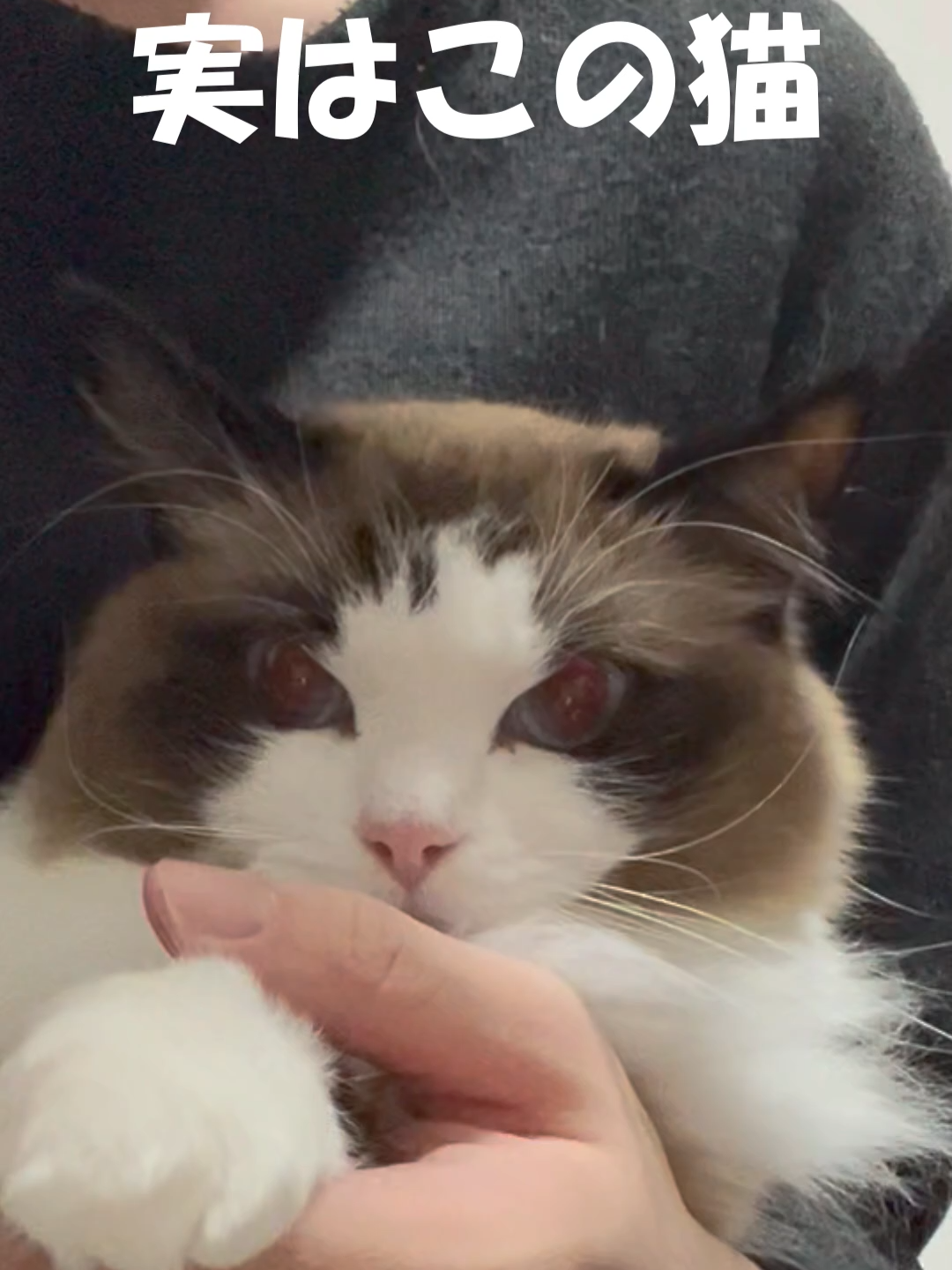 @なつめ友猫帳