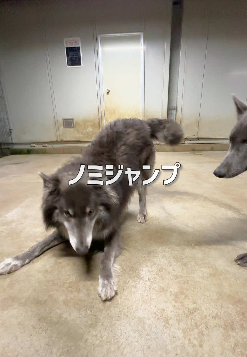 @ローズウルフ/ウルフドッグ犬舎