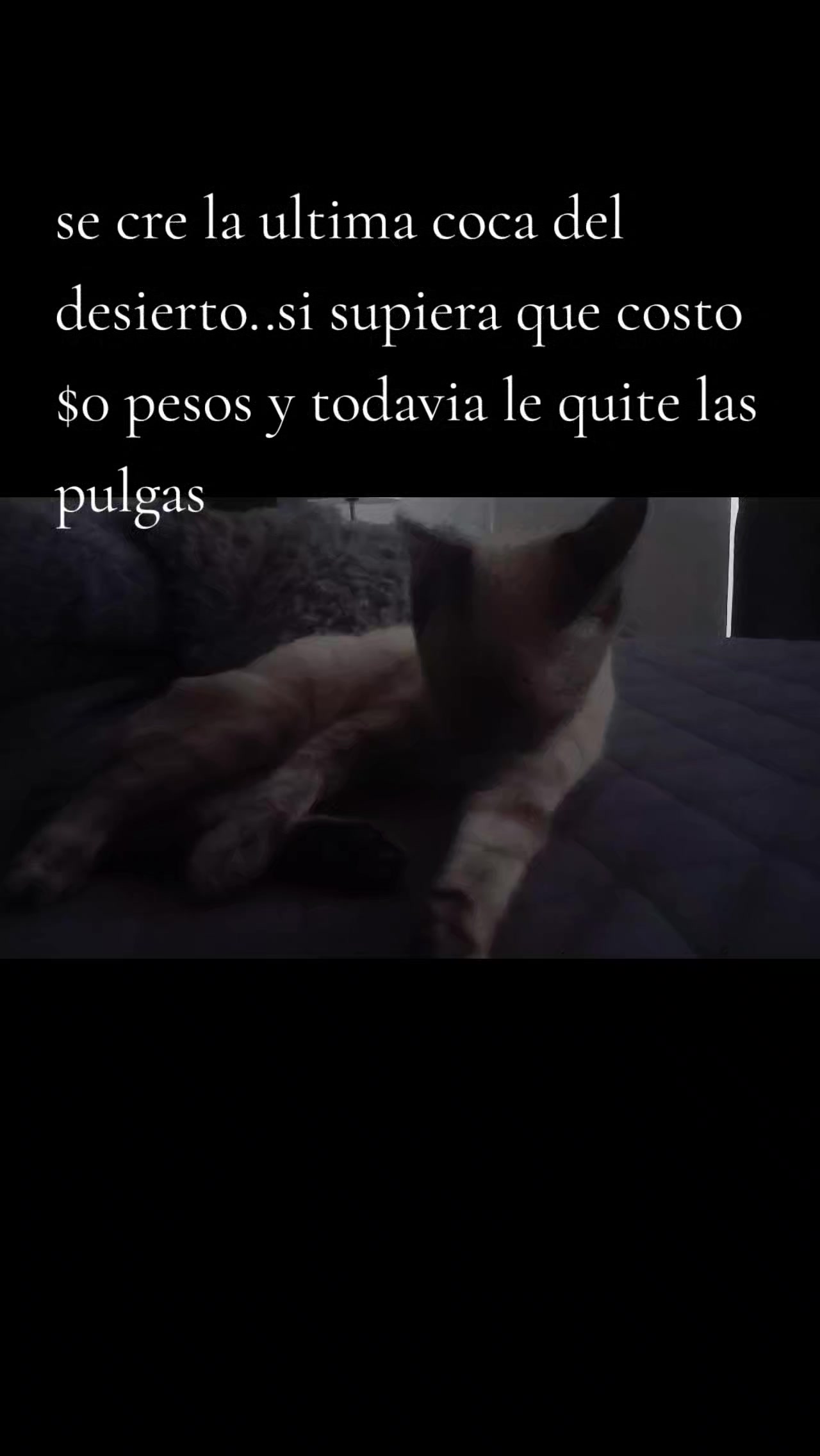@Berenice Ge