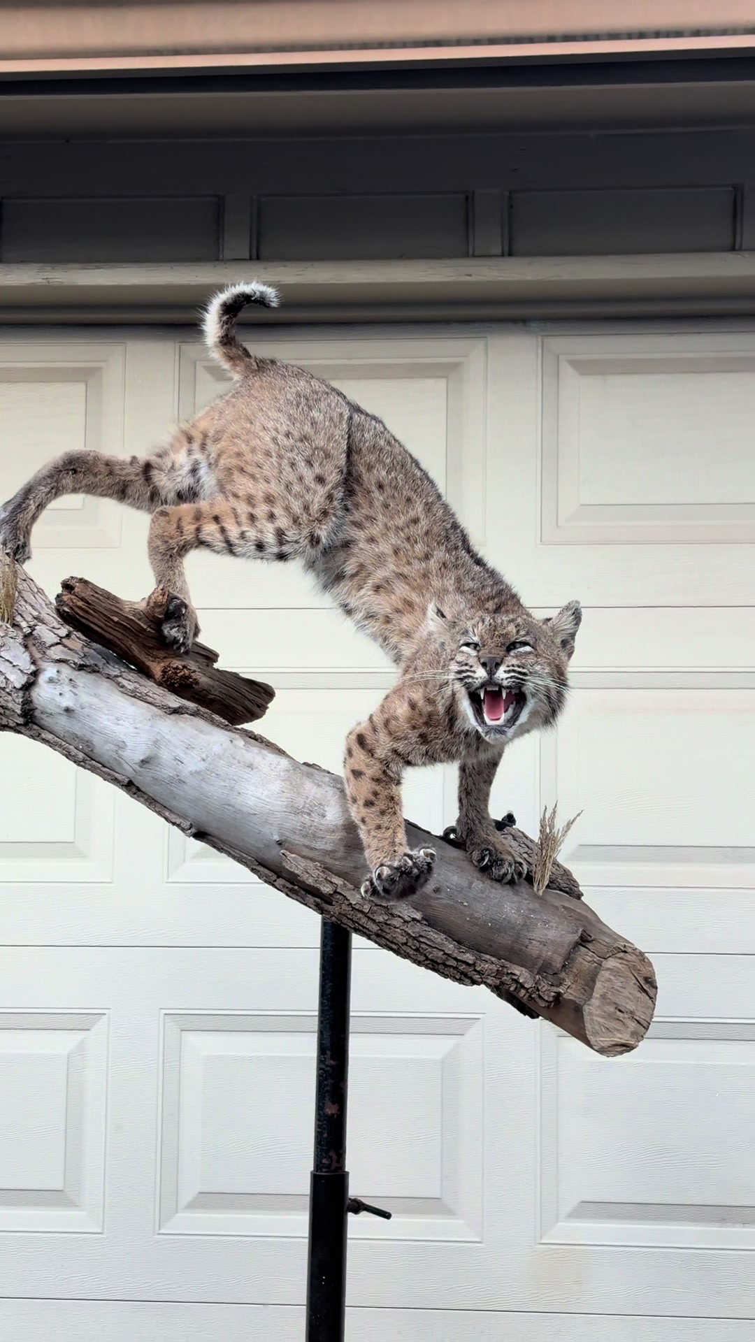 @Luke’s Wildlife Taxidermy