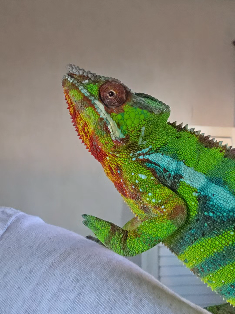 @T & N reptiles